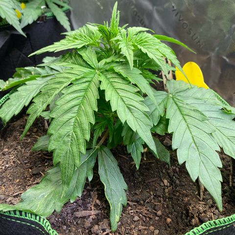 Cookies Gelato Auto growlog timeline photo