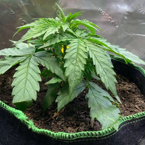 Cookies Gelato Auto growlog timeline photo