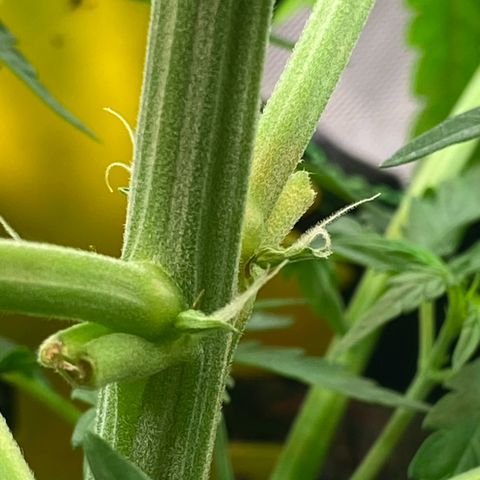 Amnesia Haze Auto growlog timeline photo