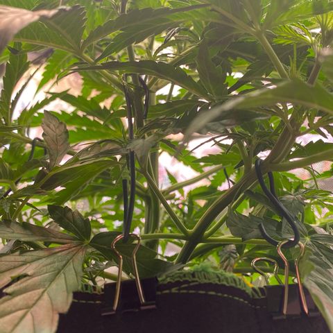 Amnesia Haze Auto growlog timeline photo