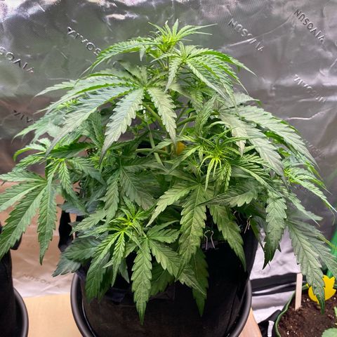 Amnesia Haze Auto growlog timeline photo