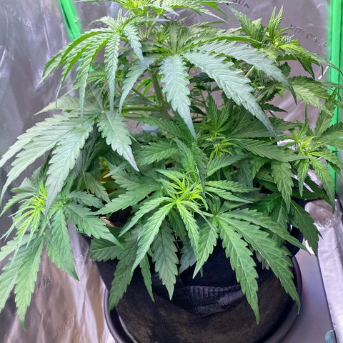 Amnesia Haze Auto growlog timeline photo