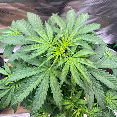 Amnesia Haze Auto growlog timeline photo