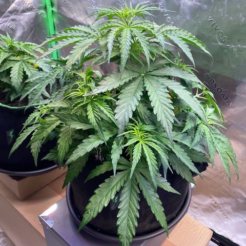 Amnesia Haze Auto growlog timeline photo