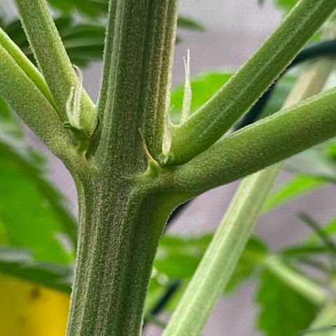 Amnesia Haze Auto growlog timeline photo