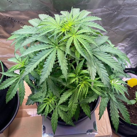 Amnesia Haze Auto growlog timeline photo