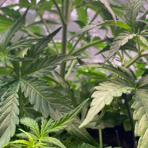 Amnesia Haze Auto growlog timeline photo