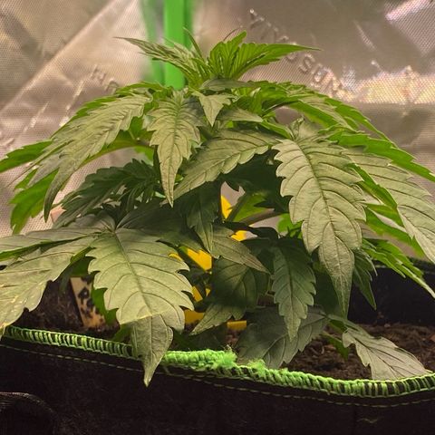 Cookies Gelato Auto growlog timeline photo