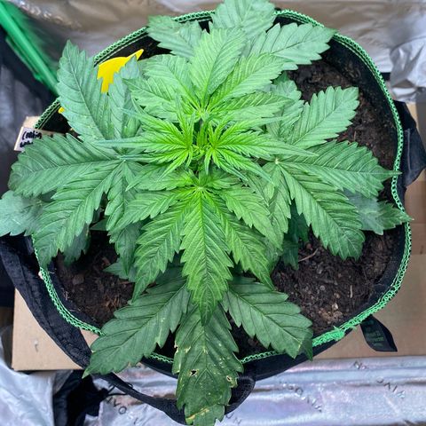 Cookies Gelato Auto growlog timeline photo