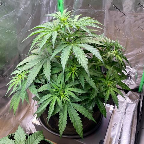 Amnesia Haze Auto growlog timeline photo