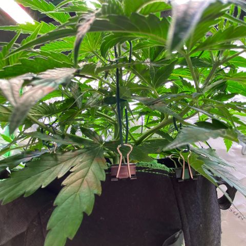 Amnesia Haze Auto growlog timeline photo