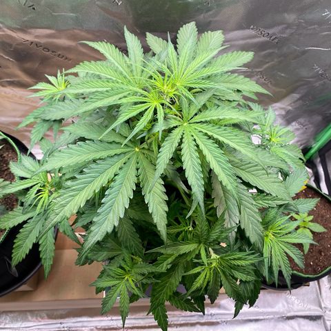 Amnesia Haze Auto growlog timeline photo