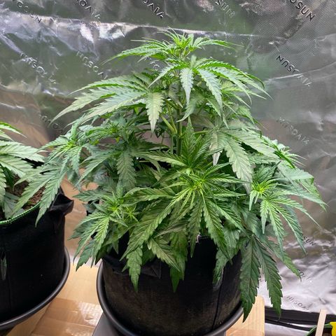 Amnesia Haze Auto growlog timeline photo