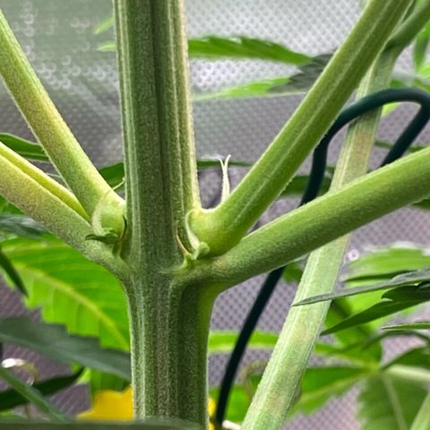 Amnesia Haze Auto growlog timeline photo