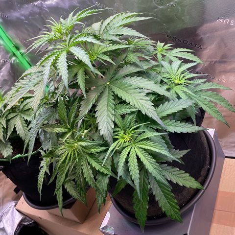 Amnesia Haze Auto growlog timeline photo