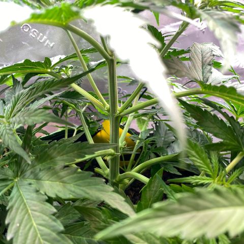 Amnesia Haze Auto growlog timeline photo