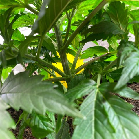 Cookies Gelato Auto growlog timeline photo