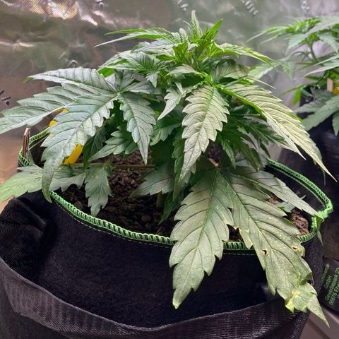 Cookies Gelato Auto growlog timeline photo