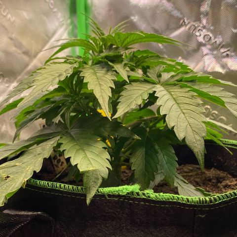 Cookies Gelato Auto growlog timeline photo