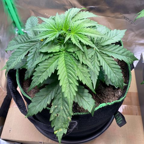 Cookies Gelato Auto growlog timeline photo