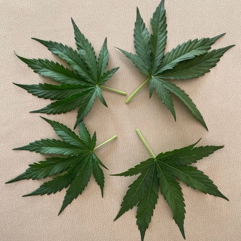 Amnesia Haze Auto growlog timeline photo