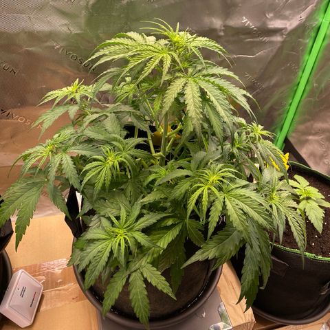 Amnesia Haze Auto growlog timeline photo