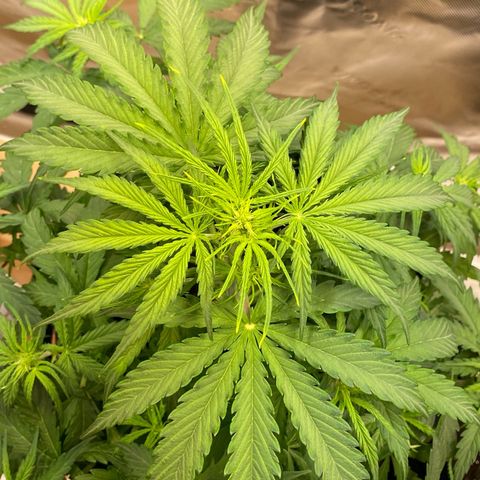 Amnesia Haze Auto growlog timeline photo