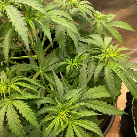 Amnesia Haze Auto growlog timeline photo