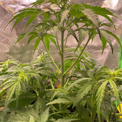 Amnesia Haze Auto growlog timeline photo