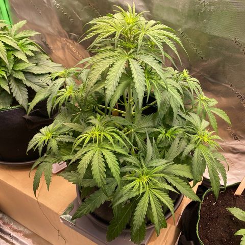 Amnesia Haze Auto growlog timeline photo