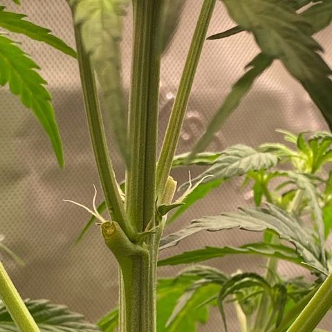 Amnesia Haze Auto growlog timeline photo