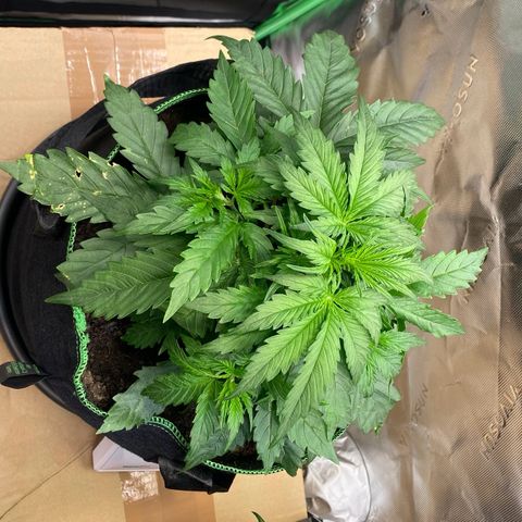 Cookies Gelato Auto growlog timeline photo