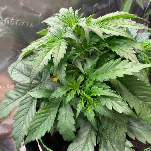 Cookies Gelato Auto growlog timeline photo
