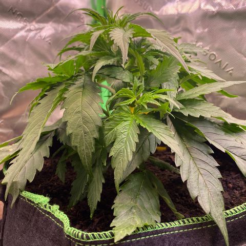 Cookies Gelato Auto growlog timeline photo