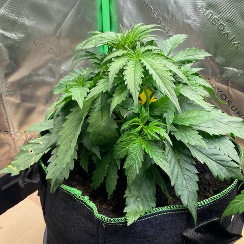 Cookies Gelato Auto growlog timeline photo