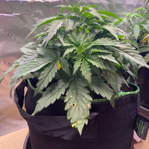 Cookies Gelato Auto growlog timeline photo