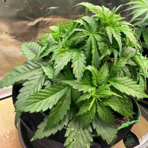 Cookies Gelato Auto growlog timeline photo