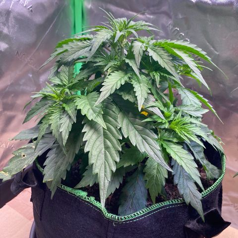 Cookies Gelato Auto growlog timeline photo