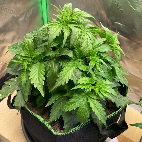 Cookies Gelato Auto growlog timeline photo