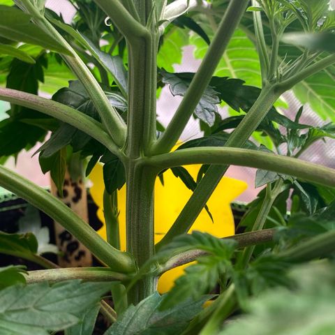 Cookies Gelato Auto growlog timeline photo