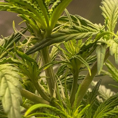 Amnesia Haze Auto growlog timeline photo