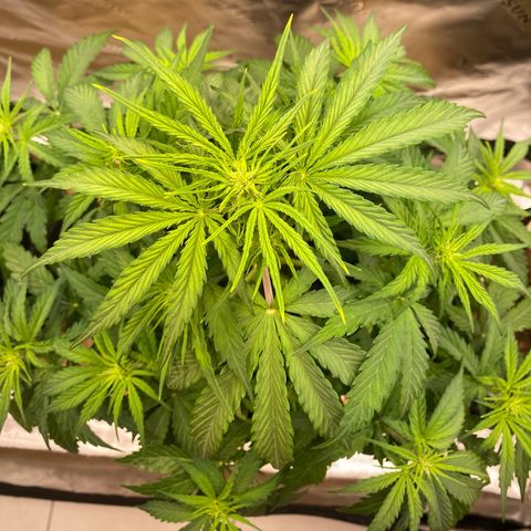 Amnesia Haze Auto growlog timeline photo