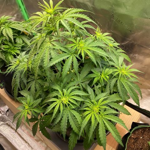 Amnesia Haze Auto growlog timeline photo