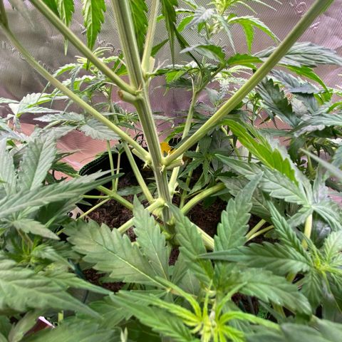 Amnesia Haze Auto growlog timeline photo