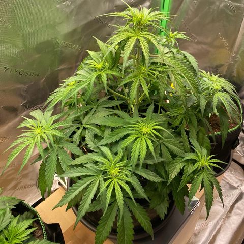 Amnesia Haze Auto growlog timeline photo