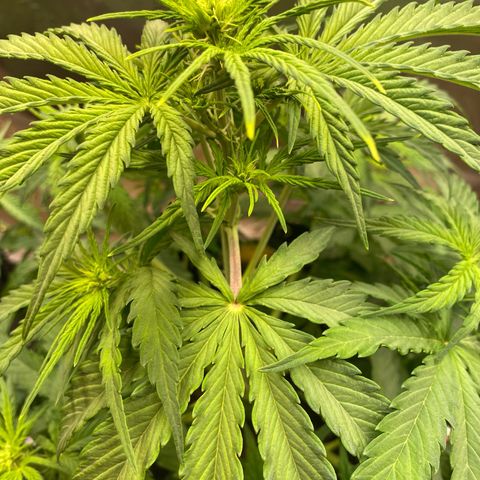 Amnesia Haze Auto growlog timeline photo