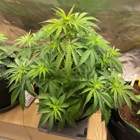 Amnesia Haze Auto growlog timeline photo