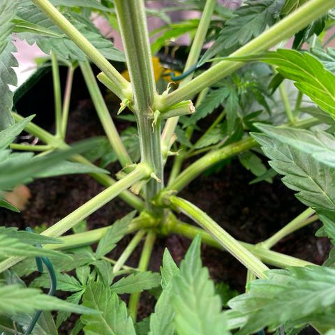 Amnesia Haze Auto growlog timeline photo
