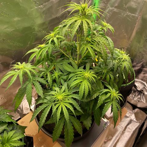 Amnesia Haze Auto growlog timeline photo