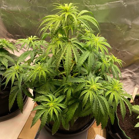 Amnesia Haze Auto growlog timeline photo